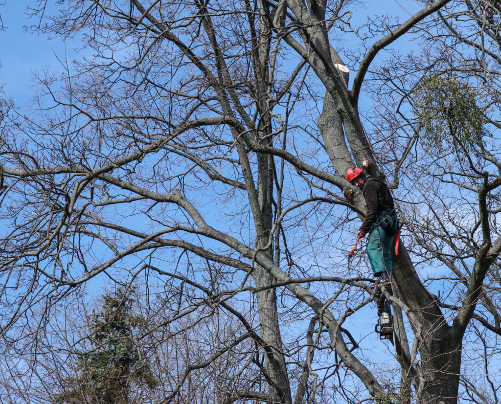 Kyiv, Ukraine 03.25.2021: professional worker sitting on a tree and with a chainsaw sawing dry, old, diseased and dead branches from the crown in the spring before the onset of heat